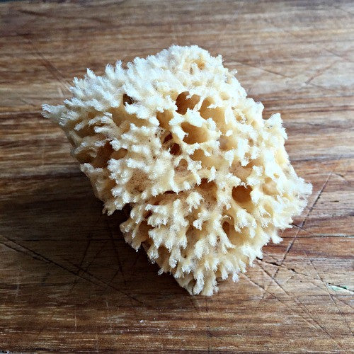 Taproot Organics Sea Wool Sponge